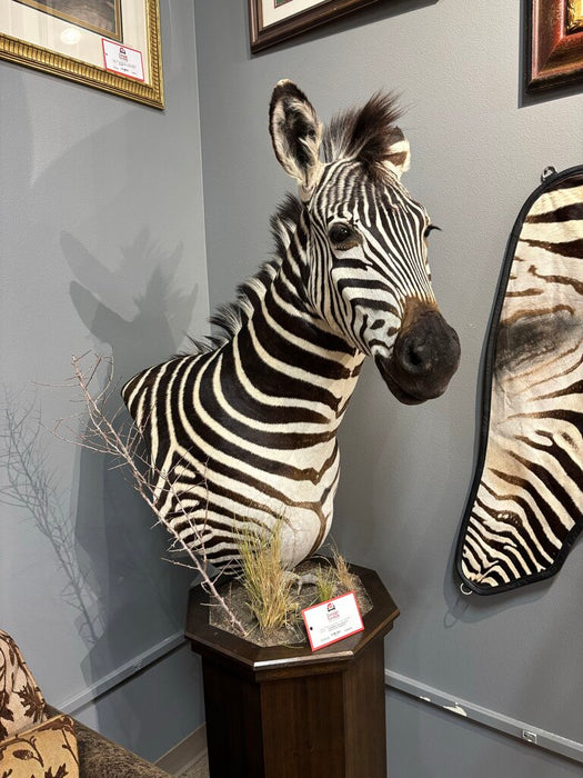 Zebra Mount w/ Pedestal/Hide Rug(BCKH)