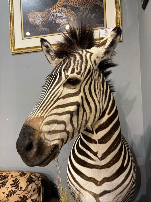 Zebra Mount w/ Pedestal/Hide Rug(BCKH)