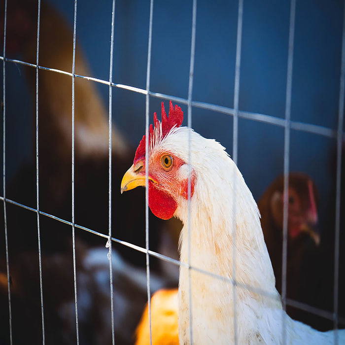 Galvanized Hardware Cloth, Chicken Wire Fence Roll For Garden And Animal Enclosures - Silver