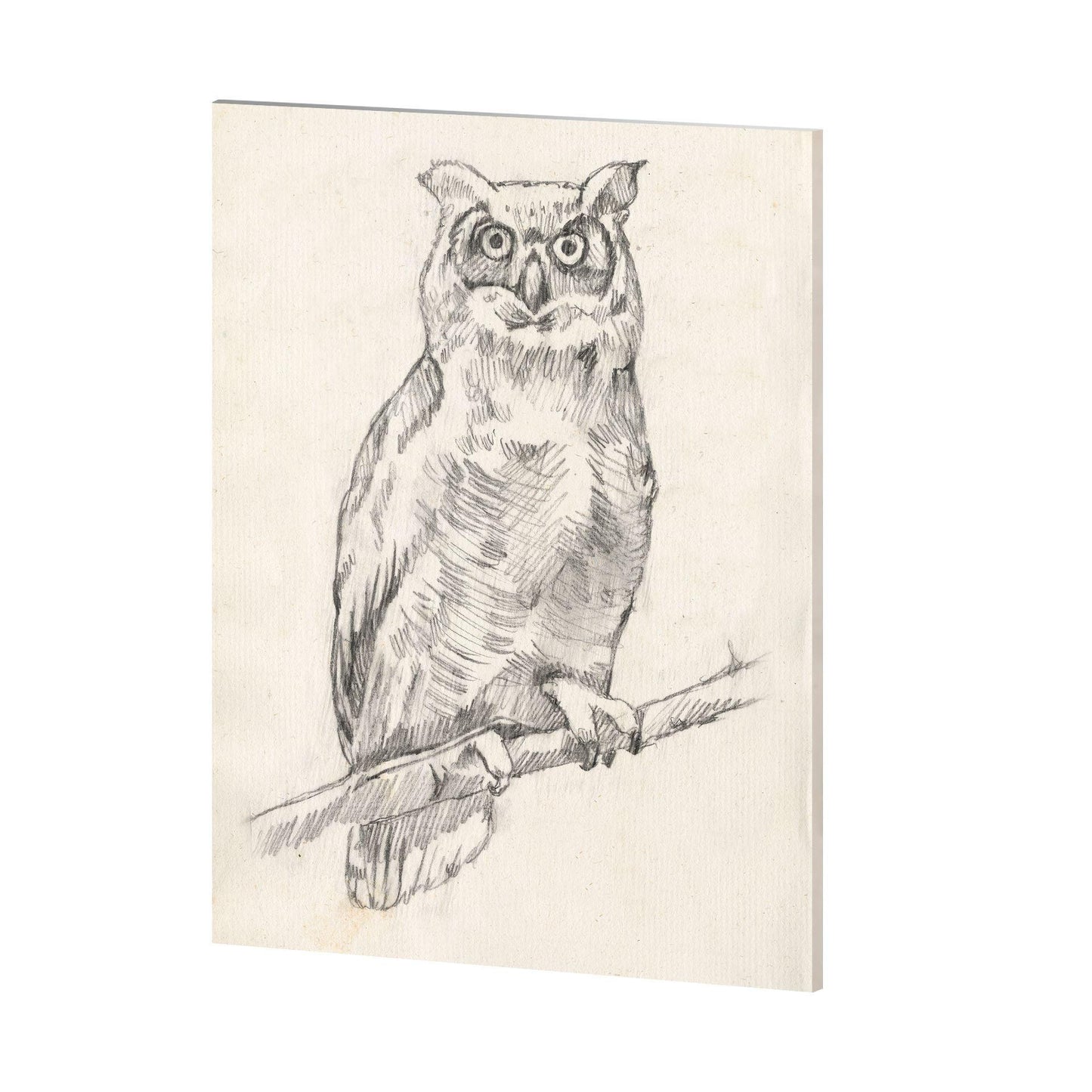 Owl Portrait I (38 x 48)