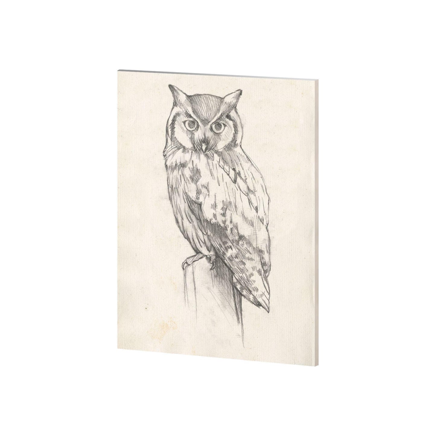 Owl Portrait II (28 x 35)