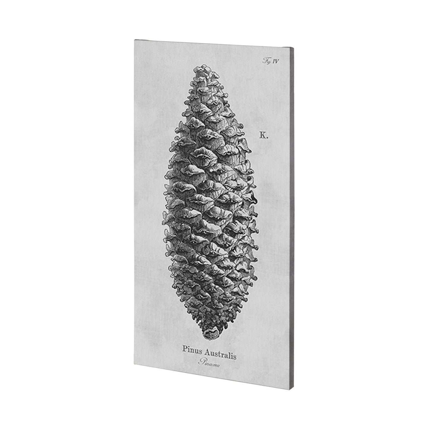 Pinus Australis (30 x 60)