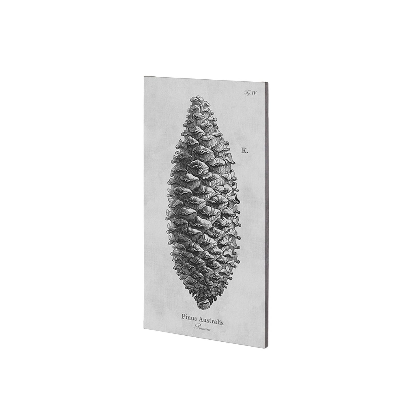 Pinus Australis (22 x 44)