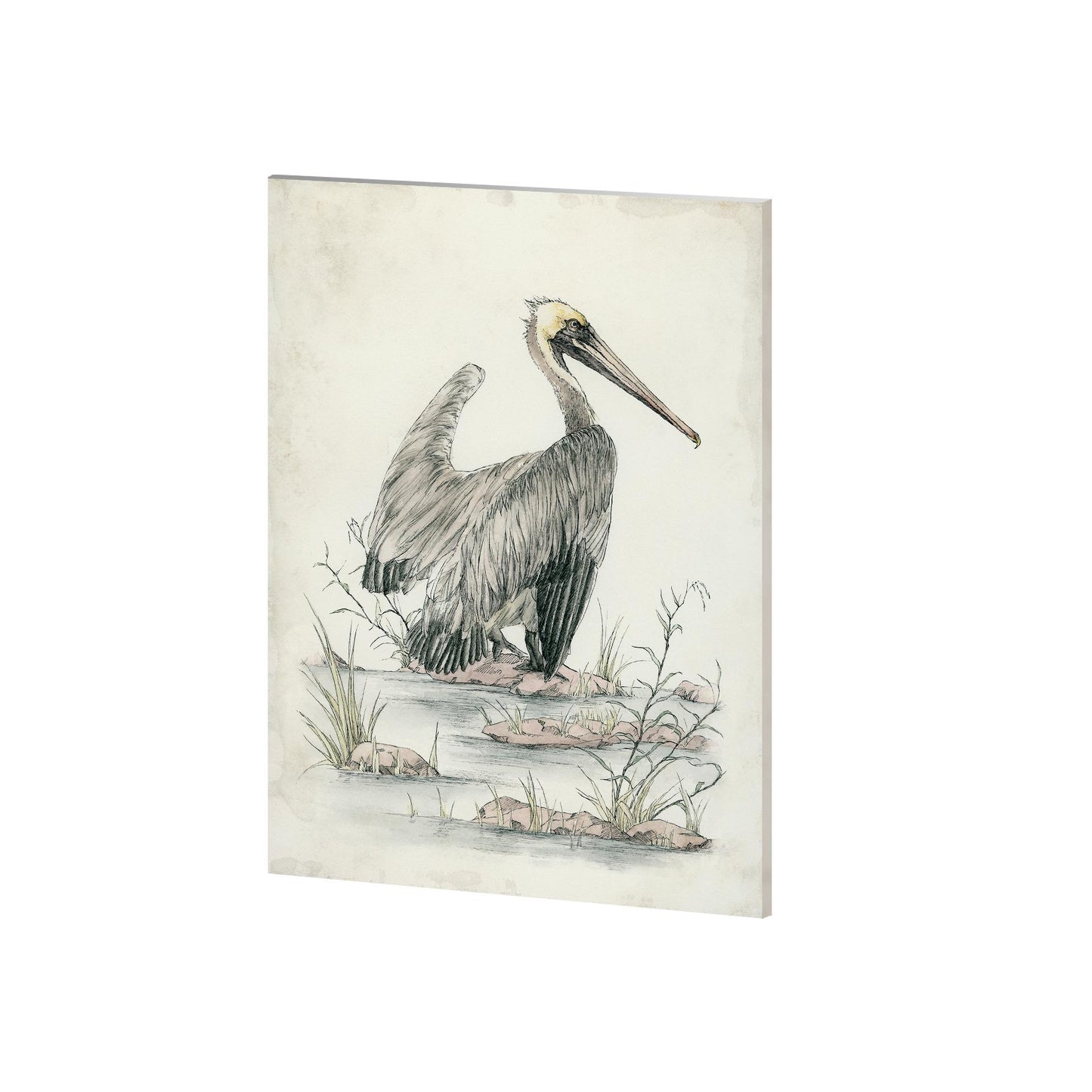 Brown Pelican (27 x 36)