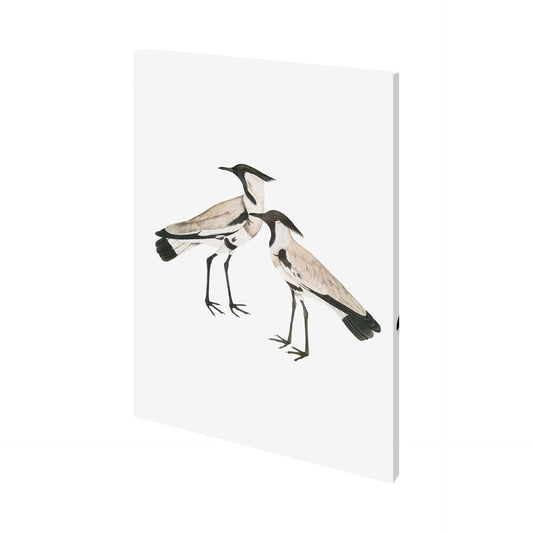 Spur-Winged Plover (27 x 36)