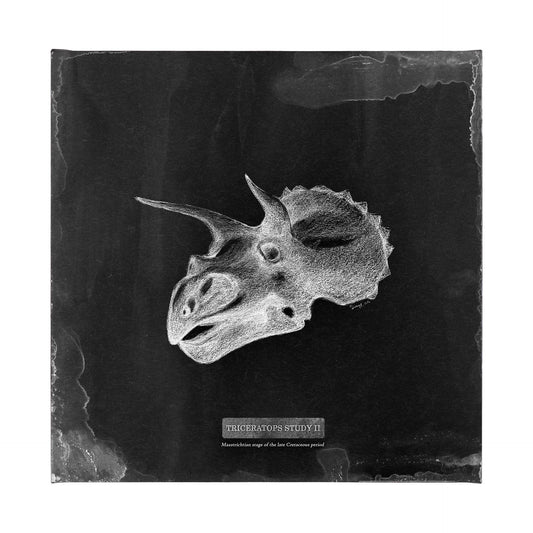 Triceratops Study II (41 x 41)