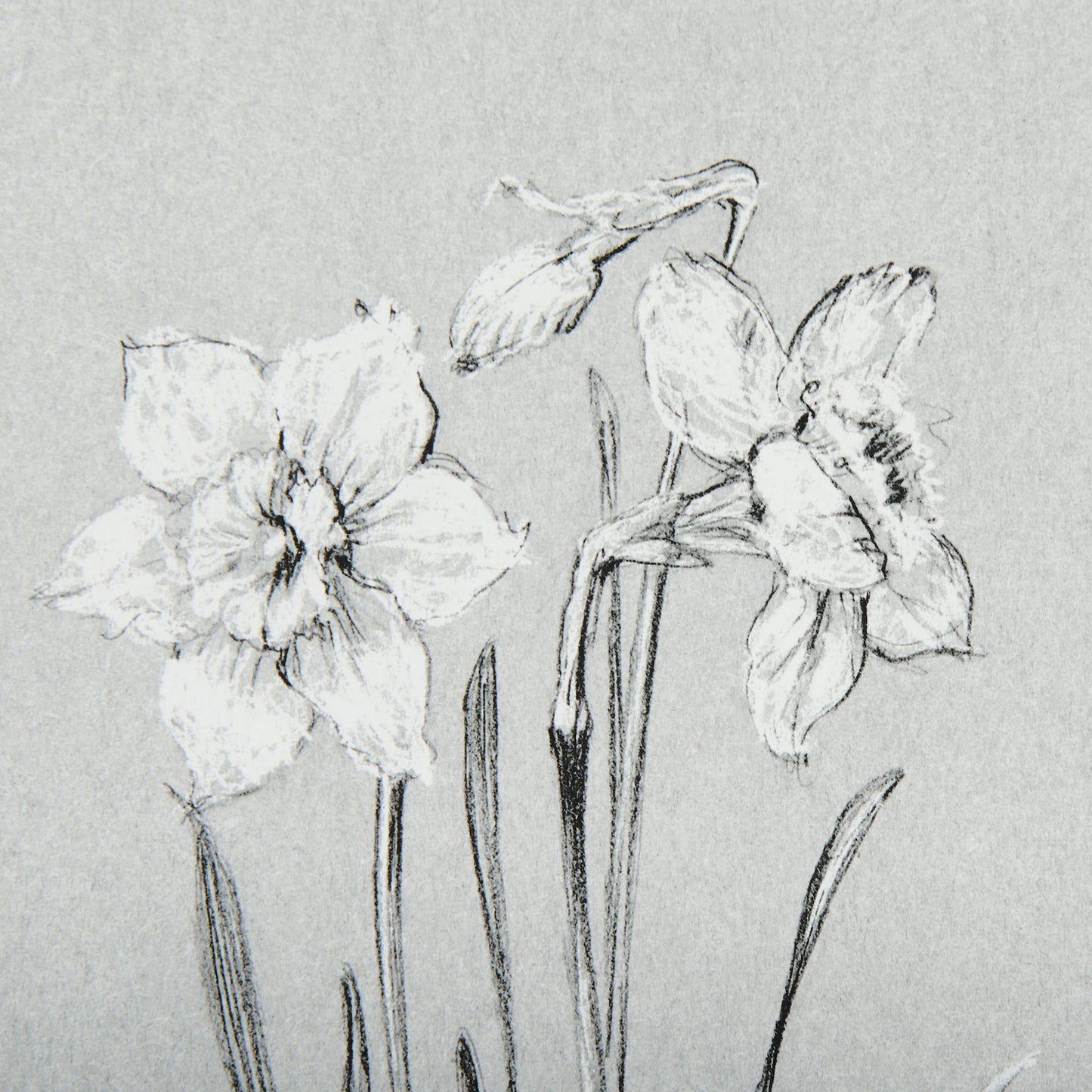 Botanical Sketches II (Grey)
