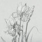 Botanical Sketches IV (Grey)