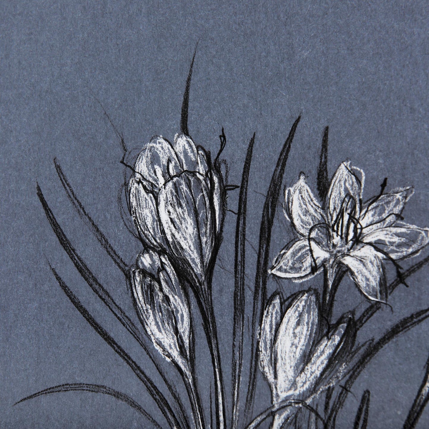 Botanical Sketches V (Blue)