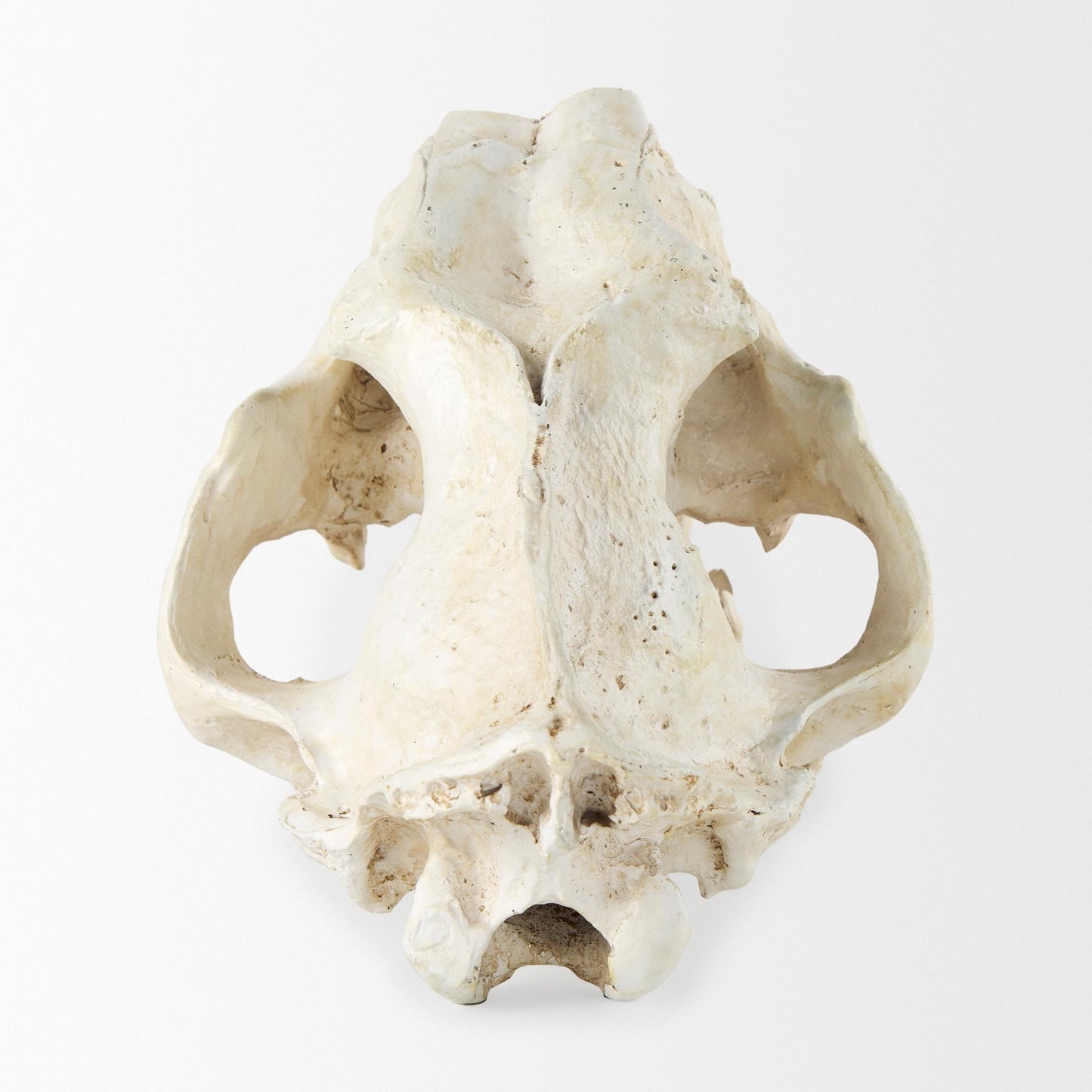 Fozzil 9L x 9W Resin Sabretooth Skull Replica