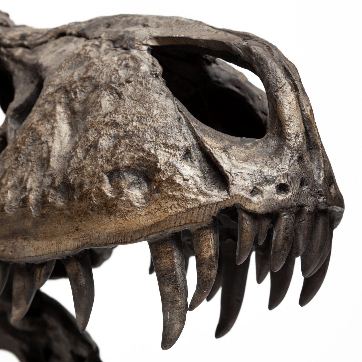 Lagrane 19L x 11W Brown Resin Tyrannosaurus T Rex Dinosaur Skull Replica