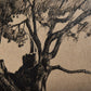 Tree Drawing I (45 x 60)