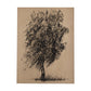 Tree Drawing II (27 x 36)