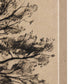 Tree Drawing III (45 x 60)