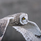Owl in Flight